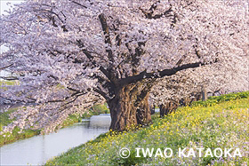 馬渡の桜並木