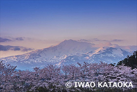 桜と鳥海山