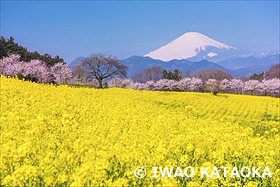 菜の花と富士山