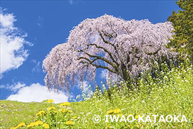 乙ヶ妻の一本桜