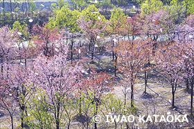 大山桜と寒河江川