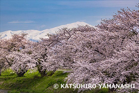 馬渡やすらぎ公園の桜並木と鳥海山