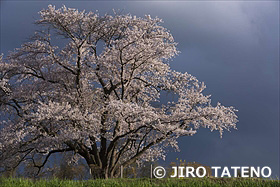 為内の一本桜