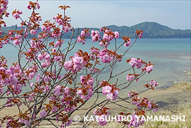 桜咲く田沢湖