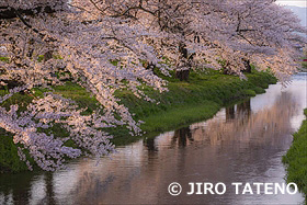 馬渡の桜並木