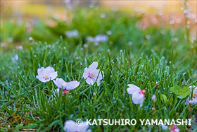 小鳥が落とした桜