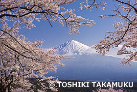 大石寺付近からの富士山と桜