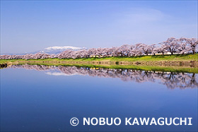 白石川堤一目千本桜と蔵王連峰