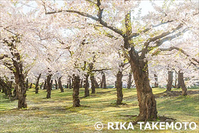 五稜郭公園の桜