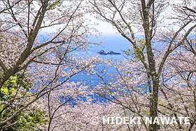 鬼ヶ城の桜の道から望む魔見ヶ島