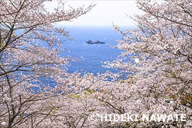 鬼ヶ城の桜の道から望む魔見ヶ島