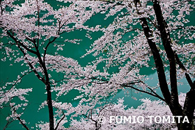 湖面と桜(茶霧湖)