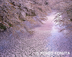 花筏(散る桜弘前城)