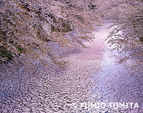 花筏（散る桜弘前城）