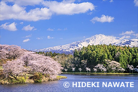 桜咲く南極公園と鳥海山