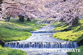 朝日に照らされた観音寺川の桜