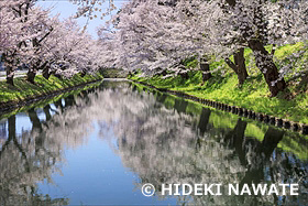 弘前公園の桜