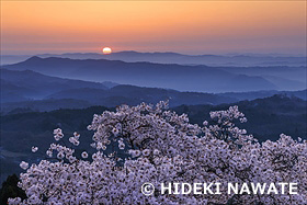 弥高山公園の桜と朝日