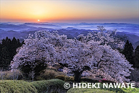 弥高山公園の桜と朝日