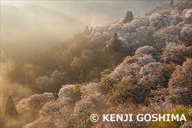 朝日射す吉野山