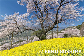 満開のひょうたん桜