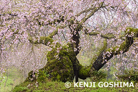 瀧蔵神社権現桜