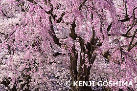 春爛漫の弘前公園