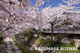 桜咲く哲学の道