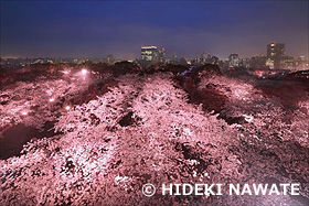 舞鶴公園の夜桜