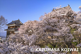 桜咲く上田城