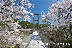 桜と佐田上地橋