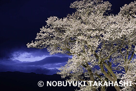 ひょうたん桜