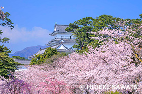 小田原城と桜