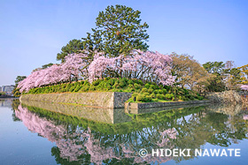 駿府城の桜