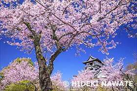 犬山城と桜