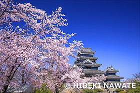 松本城と桜