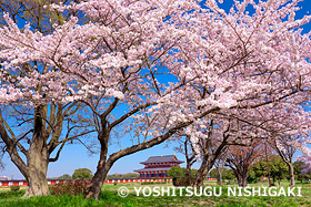 桜咲く平城宮跡