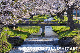 観音寺川の桜並木