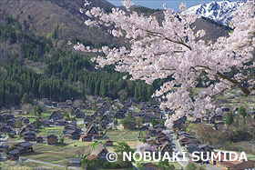 桜の白川郷