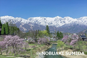 桜と北アルプス