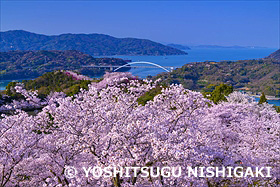 桜咲く開山公園より瀬戸内海