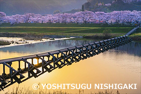 朝の斐伊川桜並木と潜水橋