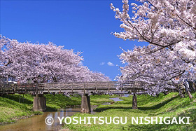 玉湯川桜並木