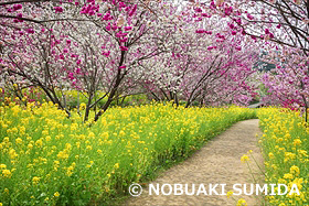 西川花公園