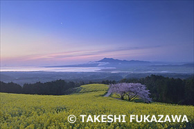 白木峰高原の桜と菜の花と月