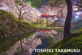 弘前公園の杉の大橋の夜桜