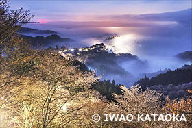 吉野山の桜