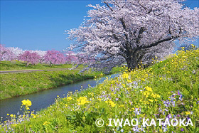 馬渡の桜並木