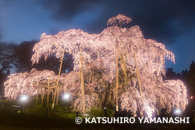 三春滝桜