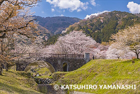 桜咲く霞間ヶ渓